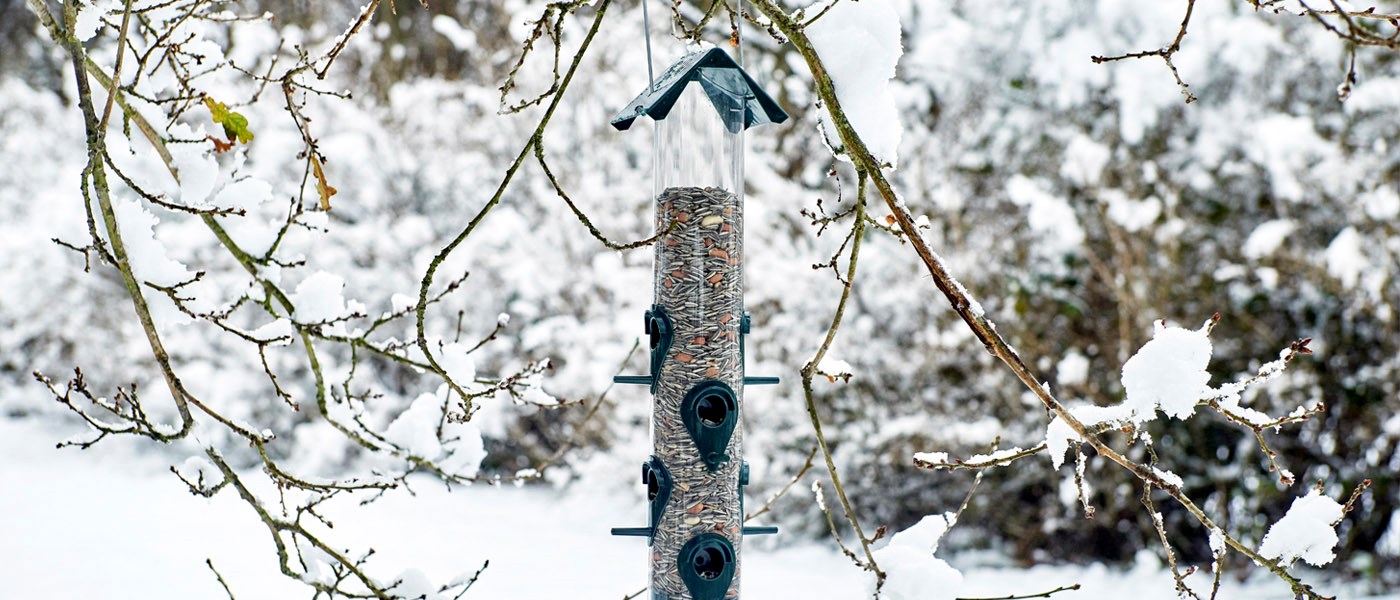 Lintujen talviruokinta lintulaudalla ja linnunpönttö pihapuussa tarjoavat näköalan sirkuttajien maailmaan