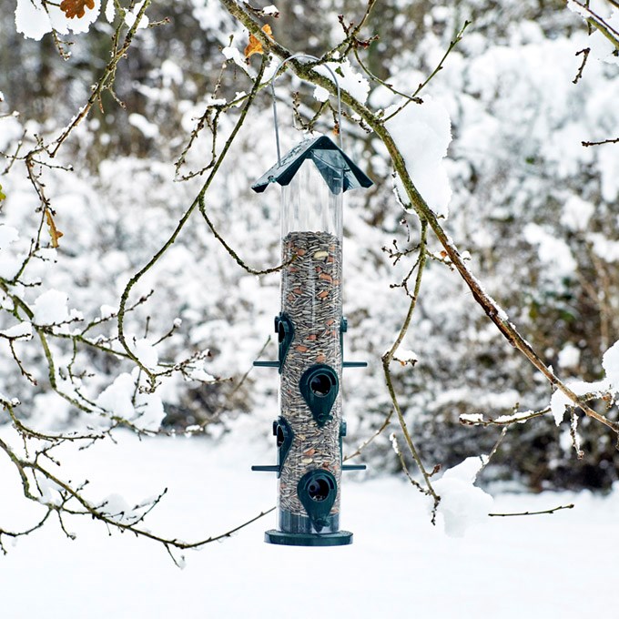 Lintujen talviruokinta ja linnunpönttö pihapuussa tarjoavat näköalan sirkuttajien maailmaan