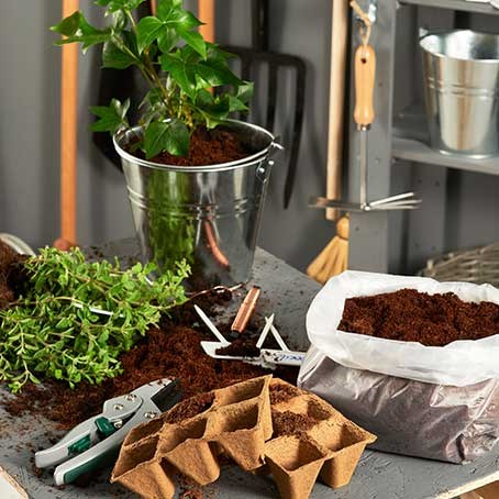 Vihannesten esikasvatus – lue oppaamme